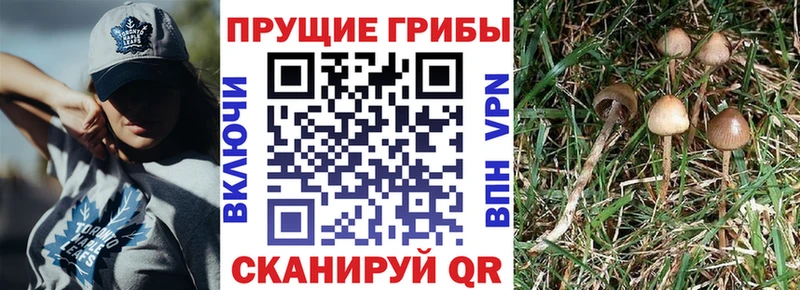 где можно купить   Новоаннинский  Галлюциногенные грибы ЛСД 